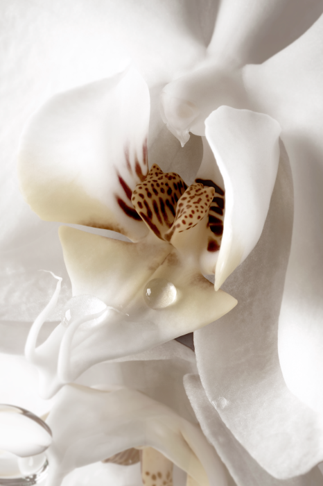 Bild Drop Of Dreams (1 Part) Vertical