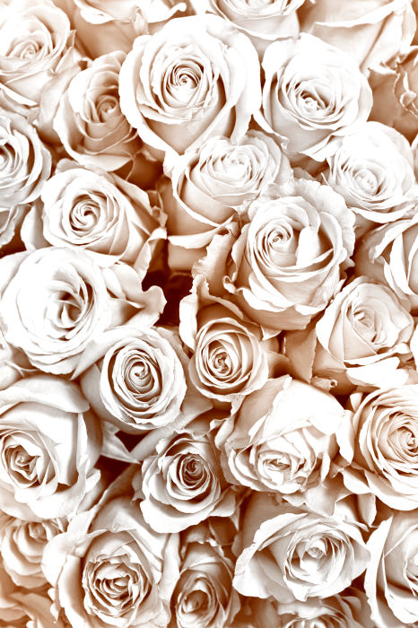 Bild Rose Garden (1 Part) Vertical