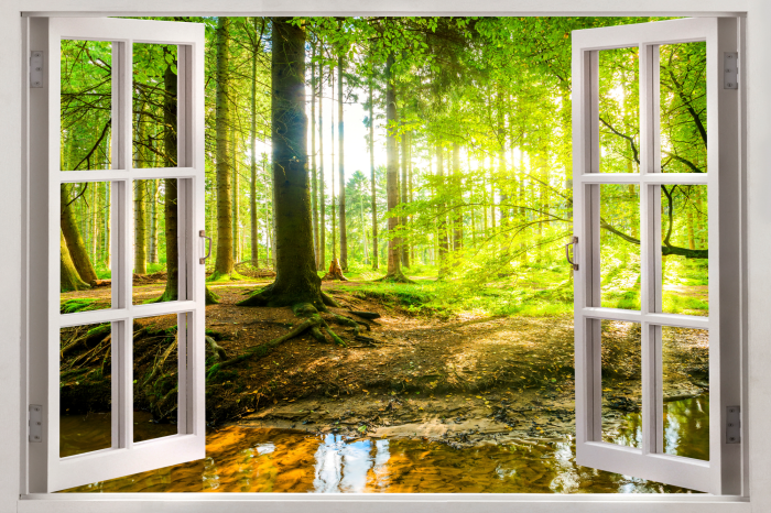Bild Window: View on Forest