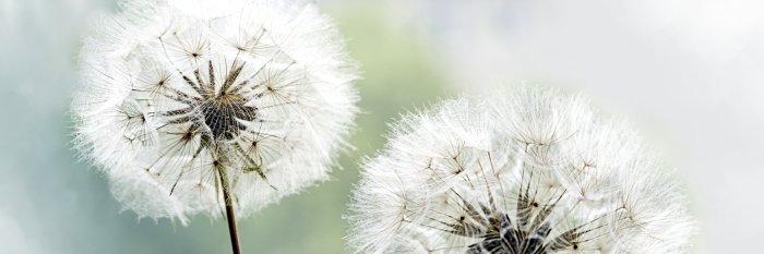 Bild Romantic Summer