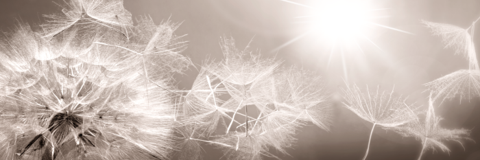 Bild Summer Dandelions