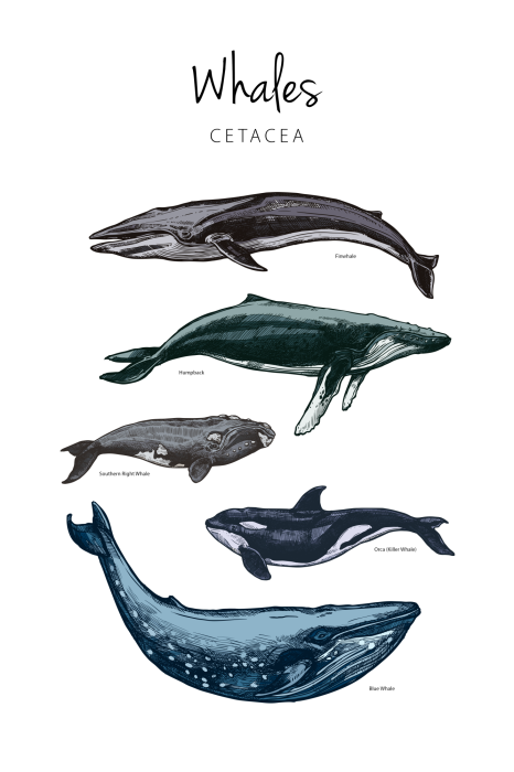 Bild Whales (1 Part) Vertical