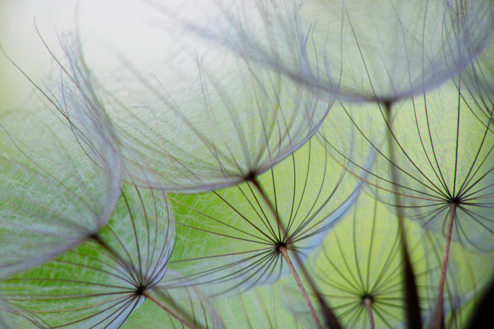 Bild Dandelion in the wind