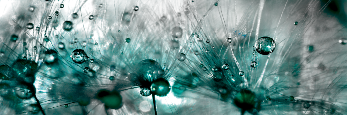 Bild Sprinkled Dandelions