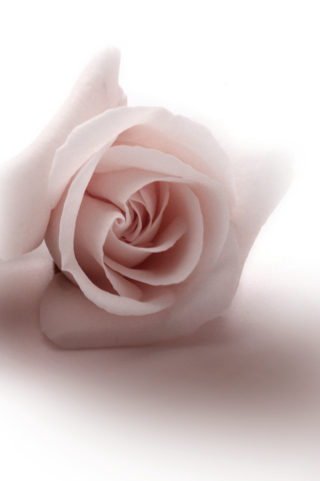 Bild Floral Glamour Glow (1-part) - Delicate and Pastel Pink Rose