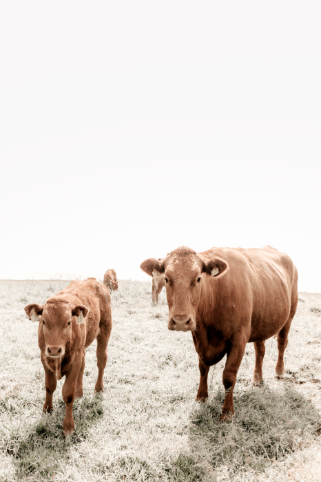 Bild Mother and Calf (1 Part) Vertical