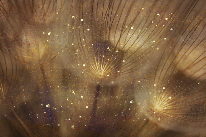 Bild Golden Dandelions (1 Part) Wide