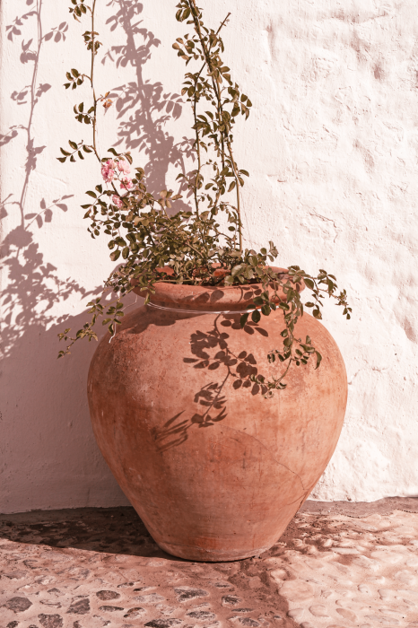 Bild Ein Tontopf mit einer zarten Pflanze