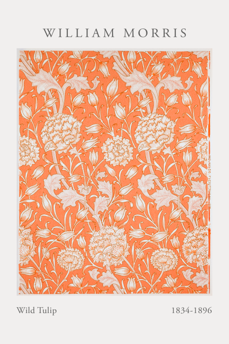 Bild Eine dezente Reihe Tulpen auf orangefarbenem Hintergrund