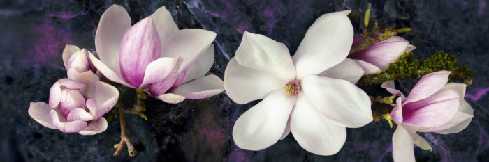 Bild Avant-Garde Magnolia (1 Part) Narrow Violet