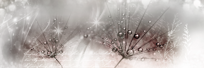 Bild Drops of Dew (1 Part) Pink Narrow