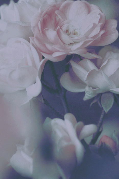 Bild Morning Roses (1 Part) Vertical