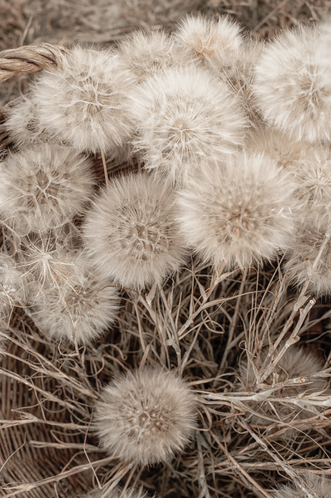 Bild Delicate Bunch (1 Part) Vertical