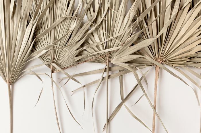 Bild Beige, trockene Palmblätter auf weißem Hintergrund