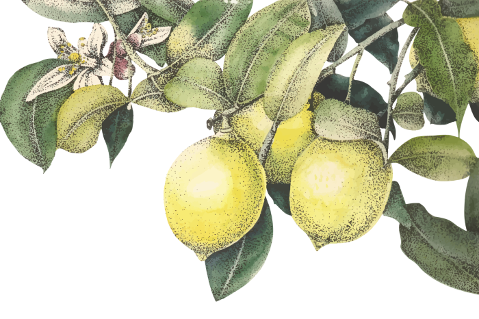 Bild Zitronenpflanzenmotiv mit grünen Blättern und Früchten