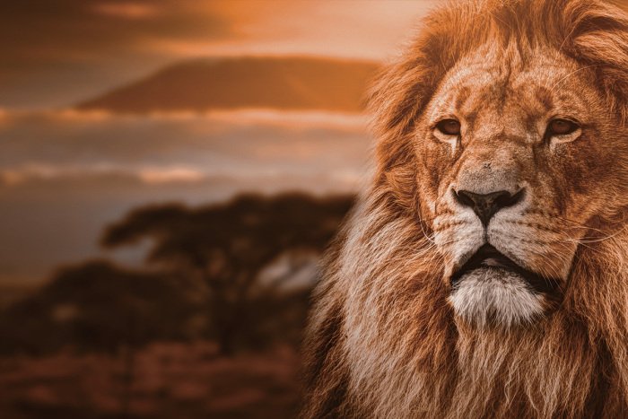 Bild Majestätisches Porträt eines ausgewachsenen Löwen vor dem Hintergrund der Savanne