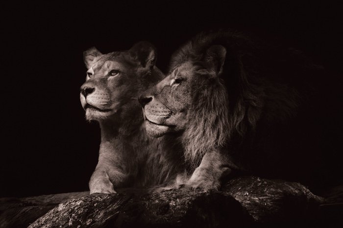 Bild Ausgewachsene Löwen ruhen auf einem Felsen