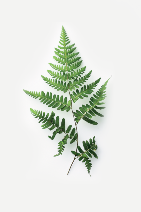 Poster Minimalistische botanische Illustration eines Farns