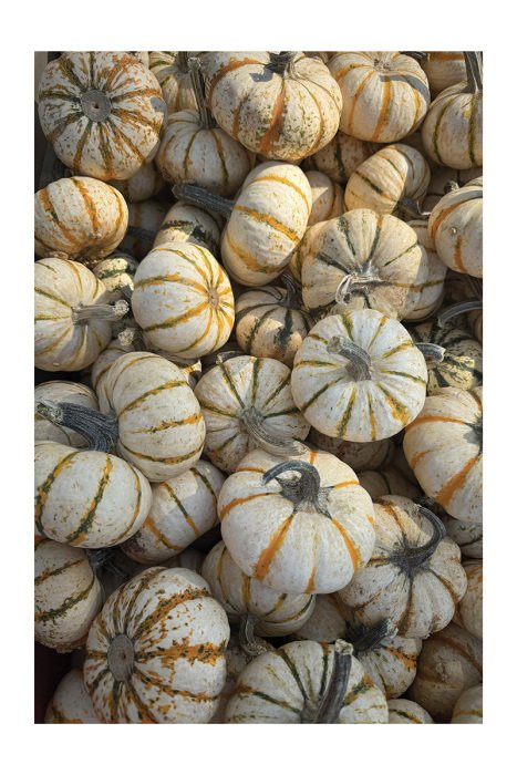 Poster Bunte Kürbisse, eingetaucht in die goldenen Strahlen des Herbstes