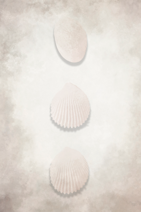Poster Minimalistische Muschelkomposition