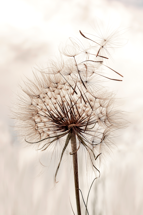 Poster Ein zarter Löwenzahn im Wind