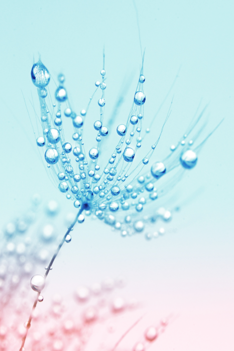 Poster Ein Morgentropfen auf einem zarten Löwenzahn