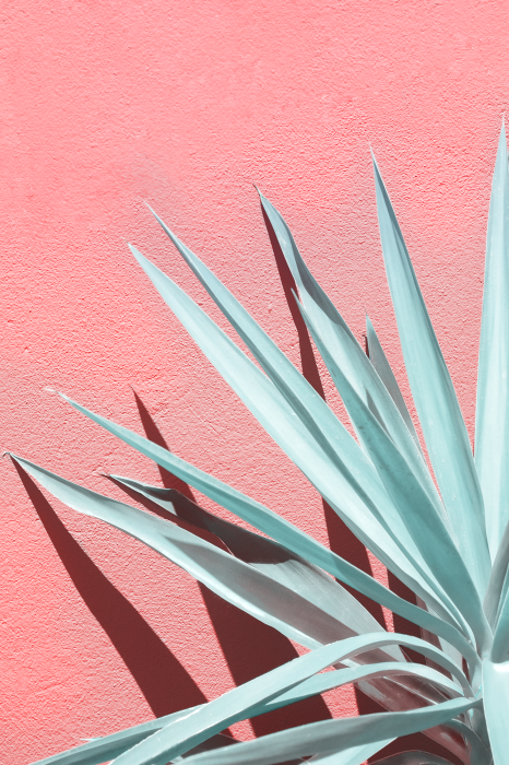 Poster Hellgrüne Blätter auf rosa Hintergrund