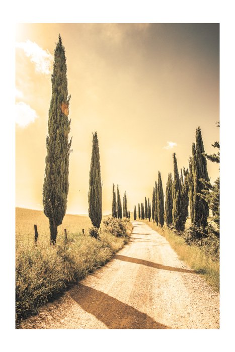 Poster Toskanischer Weg mit Zypressen und Hügeln im Hintergrund