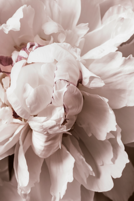 Poster Romantisches Blütenblattdetail