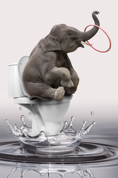 Poster Eine humorvolle Szene mit einem Elefantenbaby