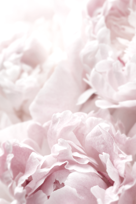 Poster Blumen in zarten Rosatönen