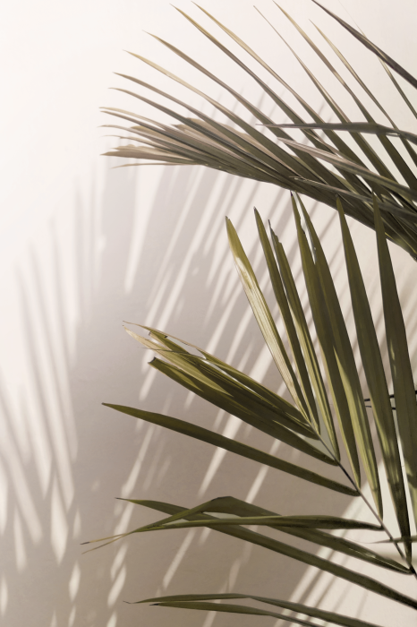 Poster Ein minimalistischer Rahmen aus Palmblättern