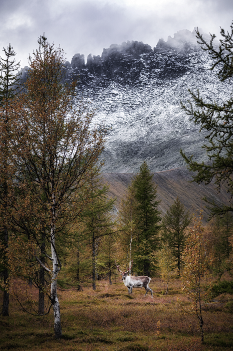 Poster Ein Waldweg zwischen Bergen und Schnee