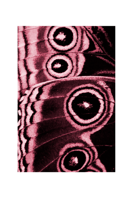 Poster Schmetterlingsflügeldetails in Rosa