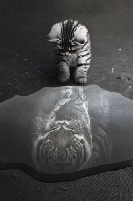 Poster Eine kleine Katze mit dem Spiegelbild eines Tigers im Wasser