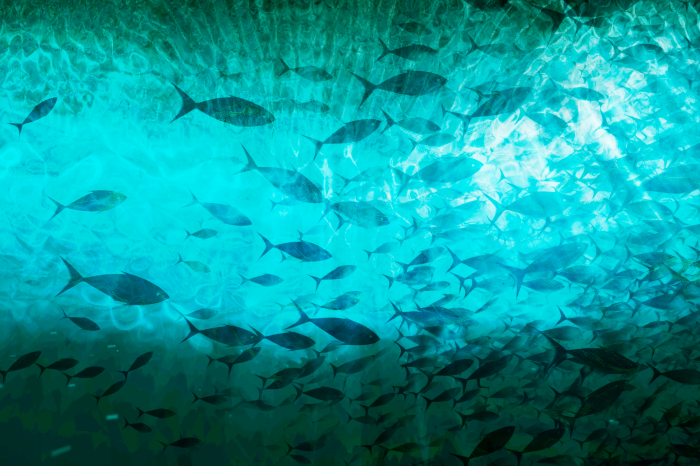 Poster Fische in einem leuchtenden Unterwasserrahmen