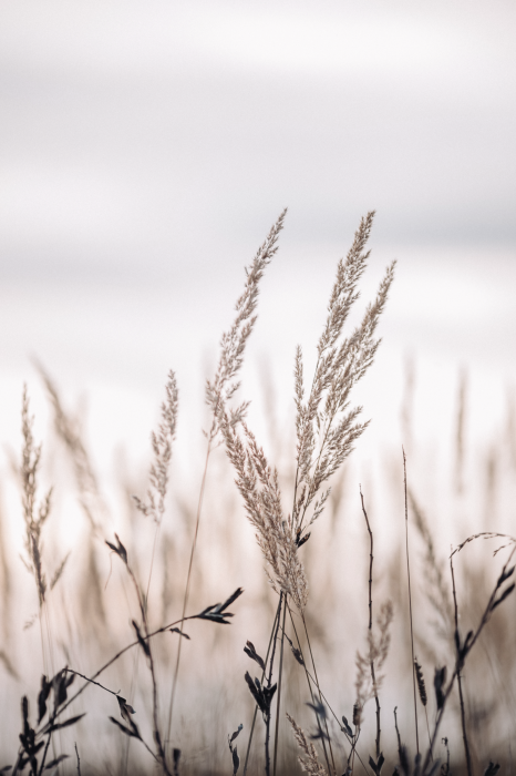 Poster Trockenes Gras in einer pastellfarbenen Landschaft