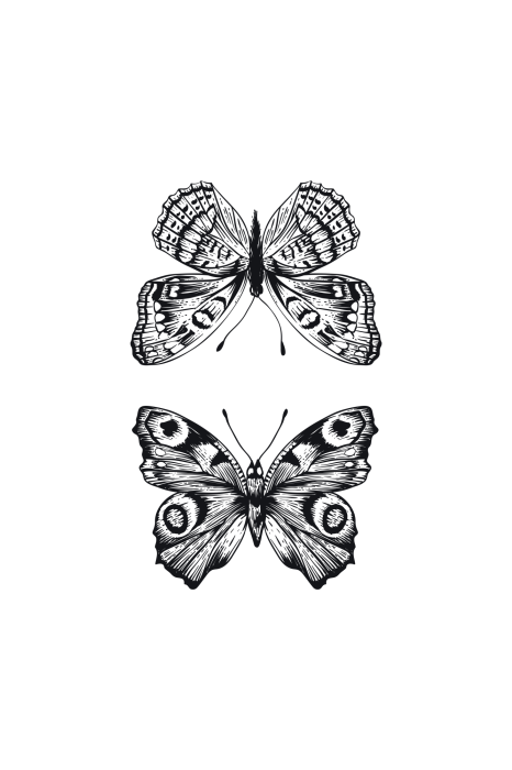 Poster Ein Schmetterlingspaar in einer Schwarz-Weiß-Illustration