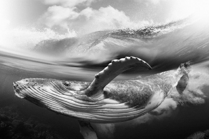 Poster Unterwasserfoto eines Wals in Schwarzweiß
