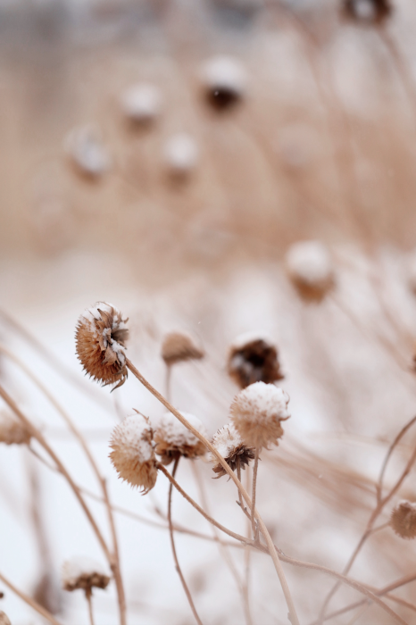Poster Zarte Wildblumen in einer Winterlandschaft
