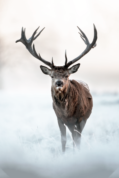 Poster Wildhirsche mit ausgebreiteten Geweihen im Nebel