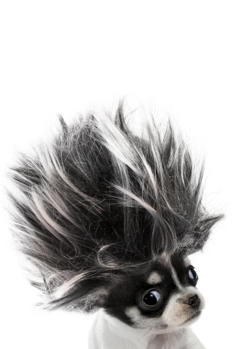 Poster Chihuahua mit wallendem Haar
