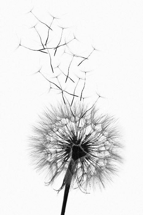 Poster Eine zarte Schwarz-Weiß-Illustration eines Löwenzahns