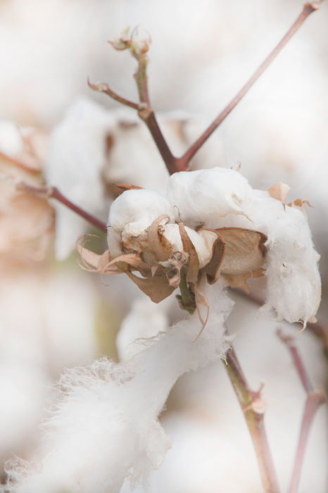 Poster Weiche, weiße, flauschige Baumwollblumen