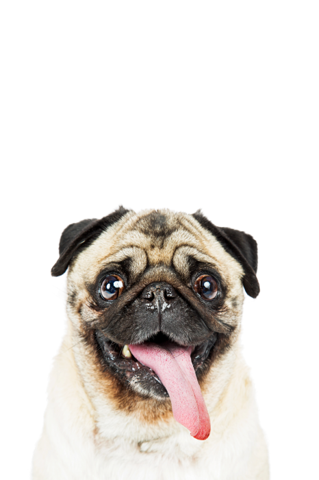 Poster Porträt eines lächelnden Mopses mit herausgestreckter Zunge.