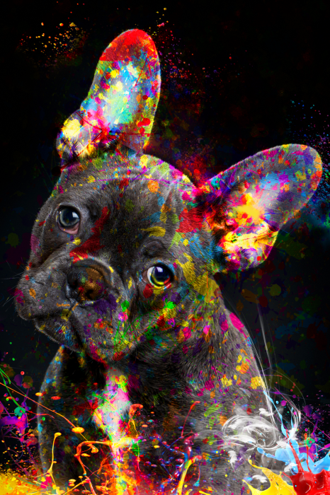 Poster Ein ausdrucksstarkes Porträt einer mit Farbe bedeckten französischen Bulldogge.