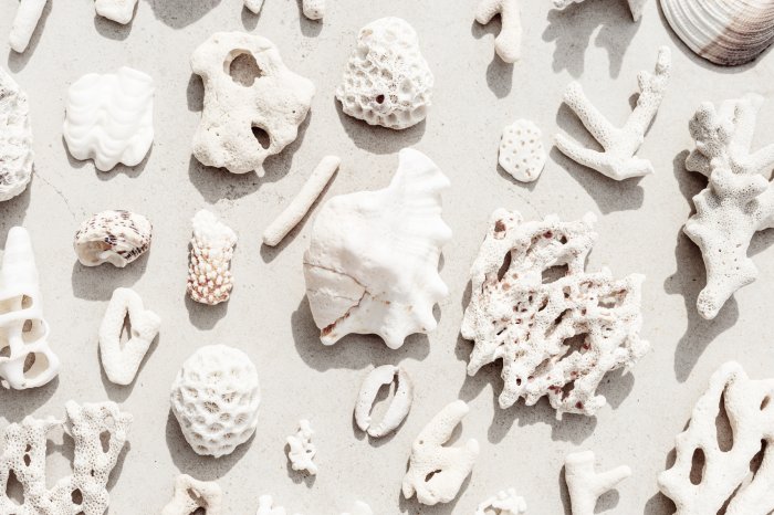 Poster Muscheln und Korallen am Sandstrand