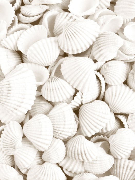 Poster Weiße Muscheln Foto im Boho-Stil