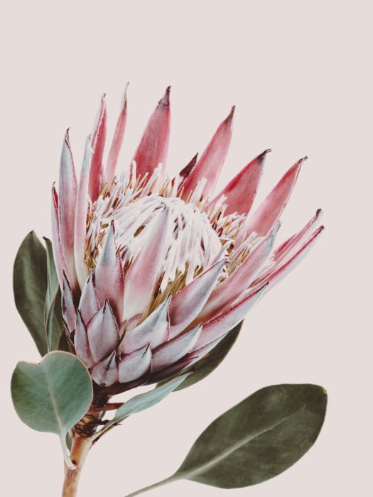 Poster Protea-Blume auf hellrosa Hintergrund