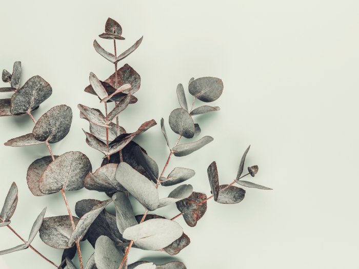 Poster Eukalyptusblätter auf hellgrünem Hintergrund